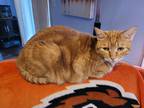 Adopt Nutmeg a Orange or Red Tabby Tabby / Mixed (short coat) cat in Cornelius