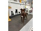 Adopt Daisy a Brindle Labrador Retriever / Boxer / Mixed (short coat) dog in