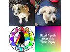 Adopt Hazel a Tan/Yellow/Fawn - with Black Anatolian Shepherd / Mixed dog in