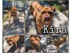 Adopt Kira a Brown/Chocolate American Pit Bull Terrier / Mixed dog in