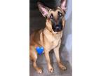 Adopt AXEL a Black - with Tan, Yellow or Fawn Belgian Malinois / Mixed dog in