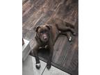 Adopt Bear a Brown/Chocolate - with White Labrador Retriever / Mixed dog in