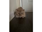 Adopt Unidentified a Orange or Red Tabby / Mixed (medium coat) cat in