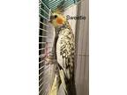 Adopt Sweetie (Cage 3) a Gray Cockatiel bird in Hillside, IL (40095582)