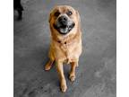 Adopt Tracker a Tan/Yellow/Fawn Chow Chow / Mixed dog in Rochester