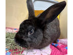 Adopt Coco a Black American / American / Mixed (short coat) rabbit in Voorhees