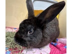 Adopt Coco a Black American / American / Mixed rabbit in Voorhees, NJ (41237537)