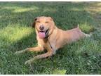 Adopt Henry a Tan/Yellow/Fawn Labrador Retriever / Mixed dog in SCOTLAND NECK