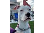 Adopt Melody a White Dogo Argentino / Mixed dog in Elk Grove, CA (39600416)