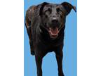 Adopt Marcus a Black Labrador Retriever / Mixed Breed (Medium) / Mixed (short
