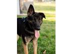 Adopt Aspen a Black German Shepherd Dog / Mixed Breed (Medium) / Mixed (short