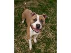 Adopt Cooper a Tan/Yellow/Fawn Mixed Breed (Small) / Mixed (short coat) dog in