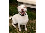 Adopt Bingo a White American Pit Bull Terrier / Mixed Breed (Medium) / Mixed