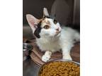 Adopt Porridge a White Domestic Shorthair / Domestic Shorthair / Mixed cat in