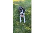 Adopt Boone a Black - with White American Pit Bull Terrier / Mixed dog in