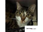 Adopt Momo a Domestic Shorthair / Mixed cat in Lexington, KY (41217133)