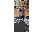 Adopt Pepsi a Black Shar Pei / Mixed dog in Lexington, KY (41237356)