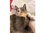 Adopt Eve a Gray or Blue (Mostly) Calico / Mixed (short coat) cat in