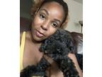 Adopt Muffin a Black Poodle (Toy or Tea Cup) / Mixed dog in Lilburn