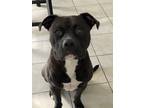 Adopt Marlo a Brown/Chocolate - with White American Pit Bull Terrier / Labrador