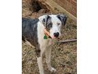 Adopt Ryder a White - with Gray or Silver Great Dane / Catahoula Leopard Dog /
