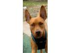 Adopt Rambo a Red/Golden/Orange/Chestnut American Pit Bull Terrier / Mixed dog