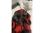 Adopt Romeo a Gray or Blue Domestic Shorthair / Mixed (short coat) cat in