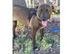 Adopt BERENICE a Brown/Chocolate - with Black American Pit Bull Terrier / Mixed