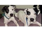 Adopt Soda Pop a White - with Black Mixed Breed (Medium) dog in Germantown