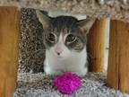 Adopt Cal a Gray or Blue Domestic Shorthair / Domestic Shorthair / Mixed cat in