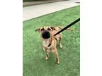 Adopt SOLSTICE a Brown/Chocolate Golden Retriever / Terrier (Unknown Type