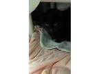 Adopt Coquin a All Black Domestic Shorthair / Domestic Shorthair / Mixed cat in
