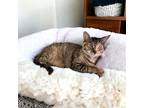 Adopt Shayna 8604 a Domestic Shorthair / Mixed cat in Dallas, TX (39404905)