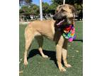 Adopt BECKY a Tan/Yellow/Fawn - with Black Black Mouth Cur / Anatolian Shepherd