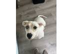 Adopt Opal Mae a White - with Brown or Chocolate Australian Cattle Dog / Mixed