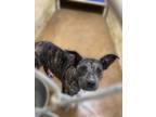 Adopt Zadie a Terrier (Unknown Type, Small) / Mixed dog in Darlington