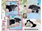 Adopt Roxy a Black - with White Husky / Australian Shepherd / Mixed dog in West