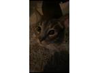 Adopt Polo a Gray or Blue American Shorthair / Mixed (short coat) cat in San
