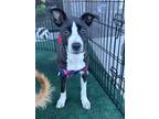 Adopt Mary a Black - with White American Staffordshire Terrier / Boxer / Mixed