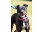 Adopt Elmo a Black - with Tan, Yellow or Fawn German Pinscher dog in Grand