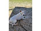 Adopt Heidi a White Mixed Breed (Large) / Mixed dog in Green Cove Springs