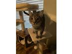 Adopt Marco a Gray, Blue or Silver Tabby American Shorthair / Mixed (short coat)