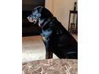 Adopt Arthas a Black - with Tan, Yellow or Fawn Rottweiler / Mixed dog in