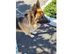 Adopt Rocko a Brown/Chocolate - with Black German Shepherd Dog / Mixed dog in