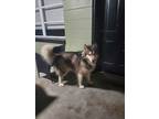 Adopt Benji a Tricolor (Tan/Brown & Black & White) Alaskan Malamute / Mixed dog