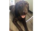 Adopt Lola a Brown/Chocolate Labrador Retriever / Mixed dog in Greenacres