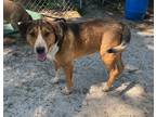 Adopt Freddy a Australian Shepherd / Mixed dog in WAYNESVILLE, GA (38820819)