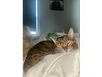 Adopt Cleo a Brown or Chocolate (Mostly) Bengal / Mixed (short coat) cat in