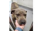 Adopt Thanos a Brindle Mixed Breed (Large) / Mixed dog in Greenwood