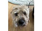 Adopt Maddie a Tan/Yellow/Fawn Wheaten Terrier / Mixed dog in Twin Falls